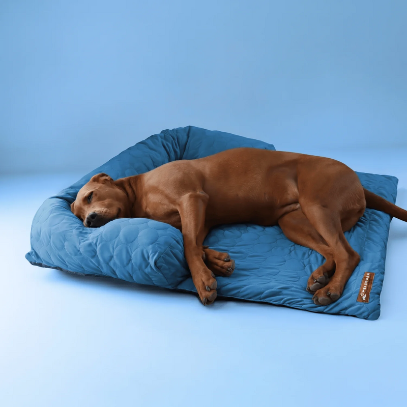 Sofa Beds
